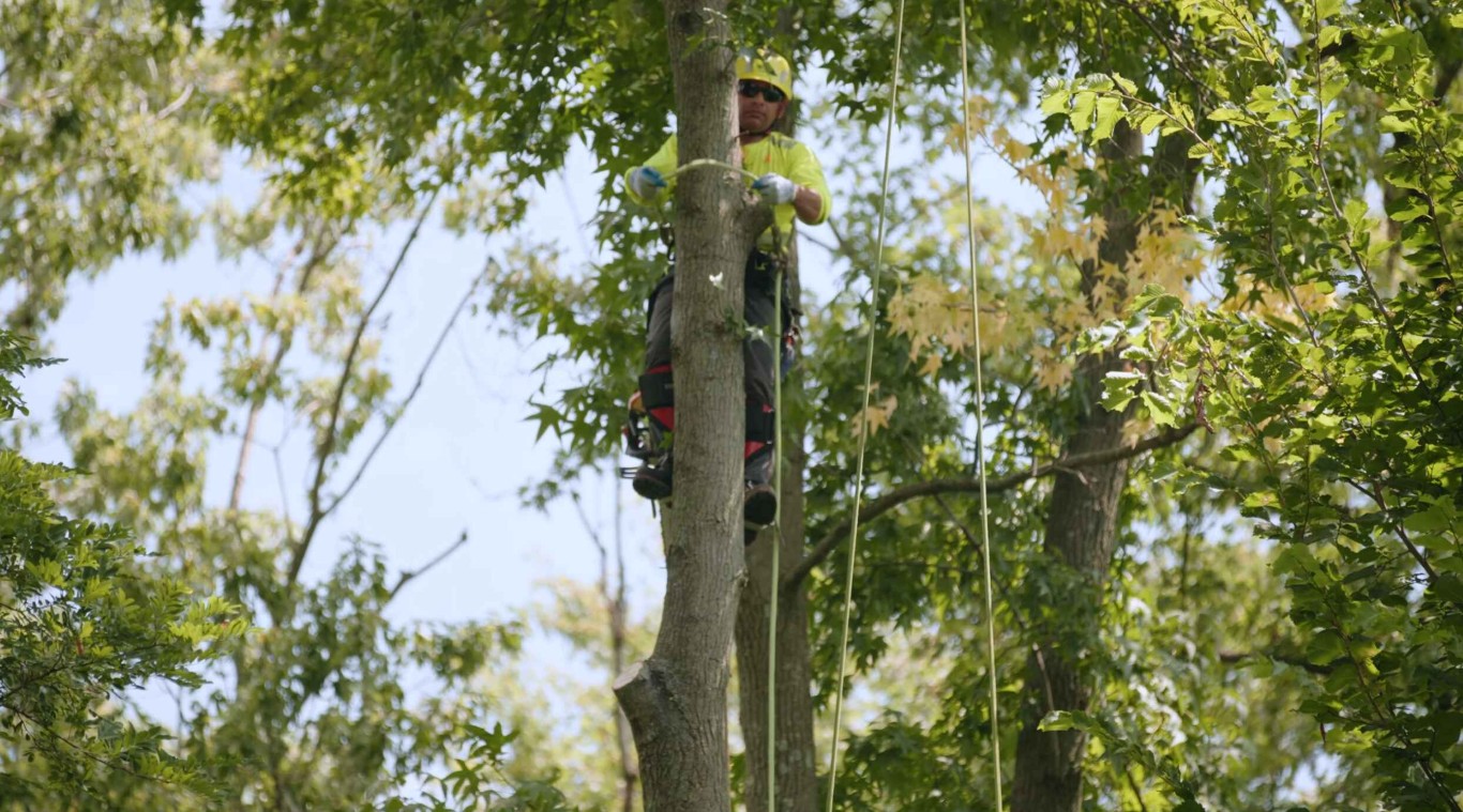 Professional arborist climbing tree for trimming service in Fremont, CA