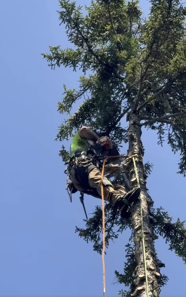 Professional tree care specialist climbing tall tree in Fremont, CA